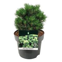 Pinus mugo Heideperle