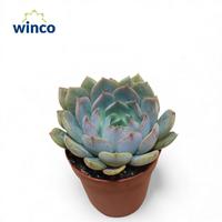 Echeveria Merriman
