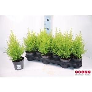 Picture of Cupressus macr. Goldcrest Wilma P10.5 35CM