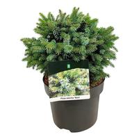 Picea omorika Nana