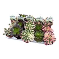 Aeonium in varieties
