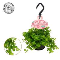 Peperomia Rotundifolia HP adorable