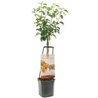 Malus dom. Elster - Wonder Tree