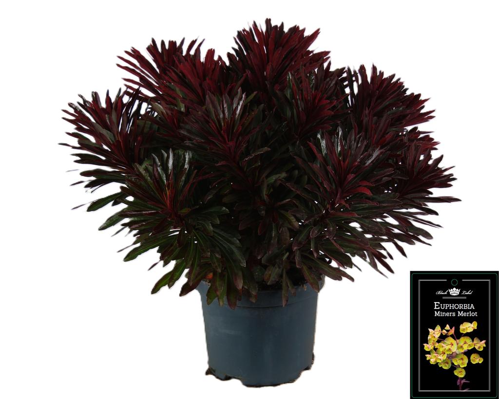 Obrázek Euphorbia Miner's Merlot P19 (3 Ltr)