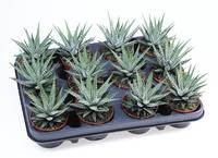 Haworthia fasciata big band