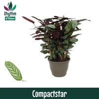 Calathea Compactstar Rhythm of Nature (Ctenanhte)