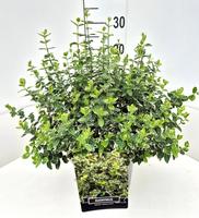 Euonymus fort. Emerald Gaiety