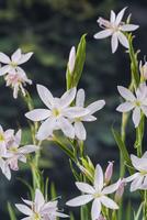 Schizosylis coccinea Alba