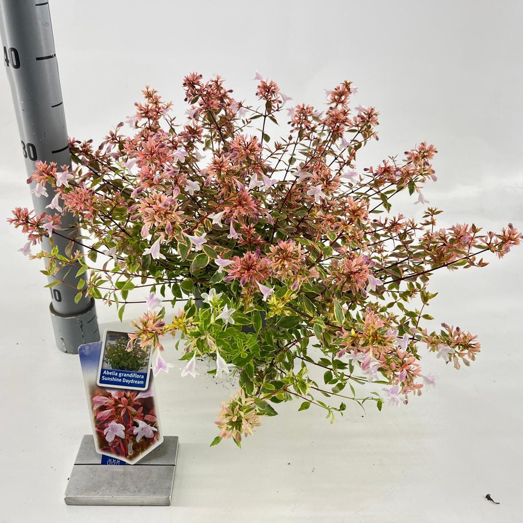 Billede af Abelia gra. Sunshine Daydream P17 (2 Ltr)