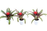 Guzmania Hope Keramiek