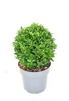 Euonymus jap. Green Spire