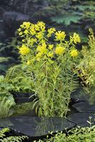 Euphorbia palustris