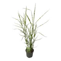 Miscanthus sin. Zebrinus