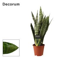 Sansevieria Zeylanica Regular