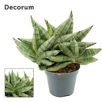 Sansevieria Artistic Fan Multi