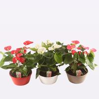 Anthurium in 3 varieties in bowl