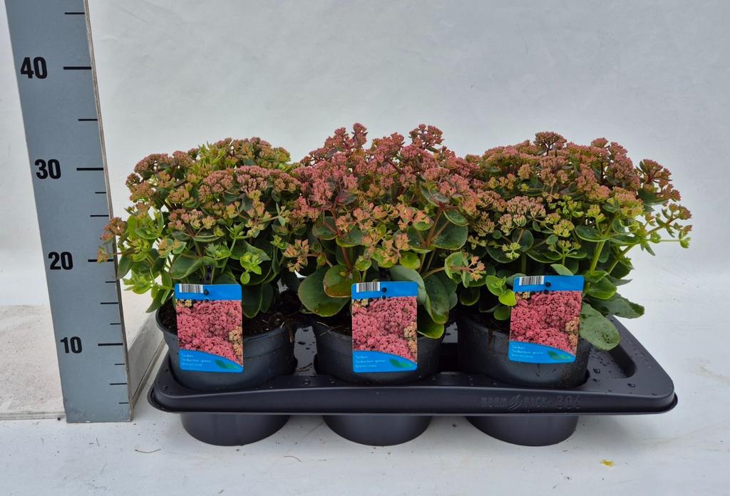 Picture of Sedum telephium Seduction Green Leaves Rose P17 (2 Ltr)