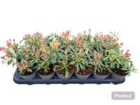 Pieris jap. Flaming Silver