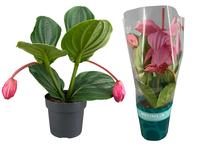 Medinilla Magnifica Flamenco 1 etage 2 buds in exclusive sleeve