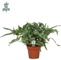 Phlebodium Blue Star Air So Pure (INDOOR)