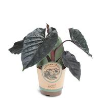 Alocasia ´Antoro Velvet´
