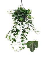 Hedera helix Wonder