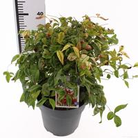Nandina dom. Firepower