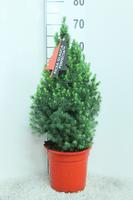 Picea gl. Perfecta