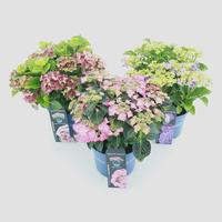 Hydrangea macr. Royalty Collection in varieties