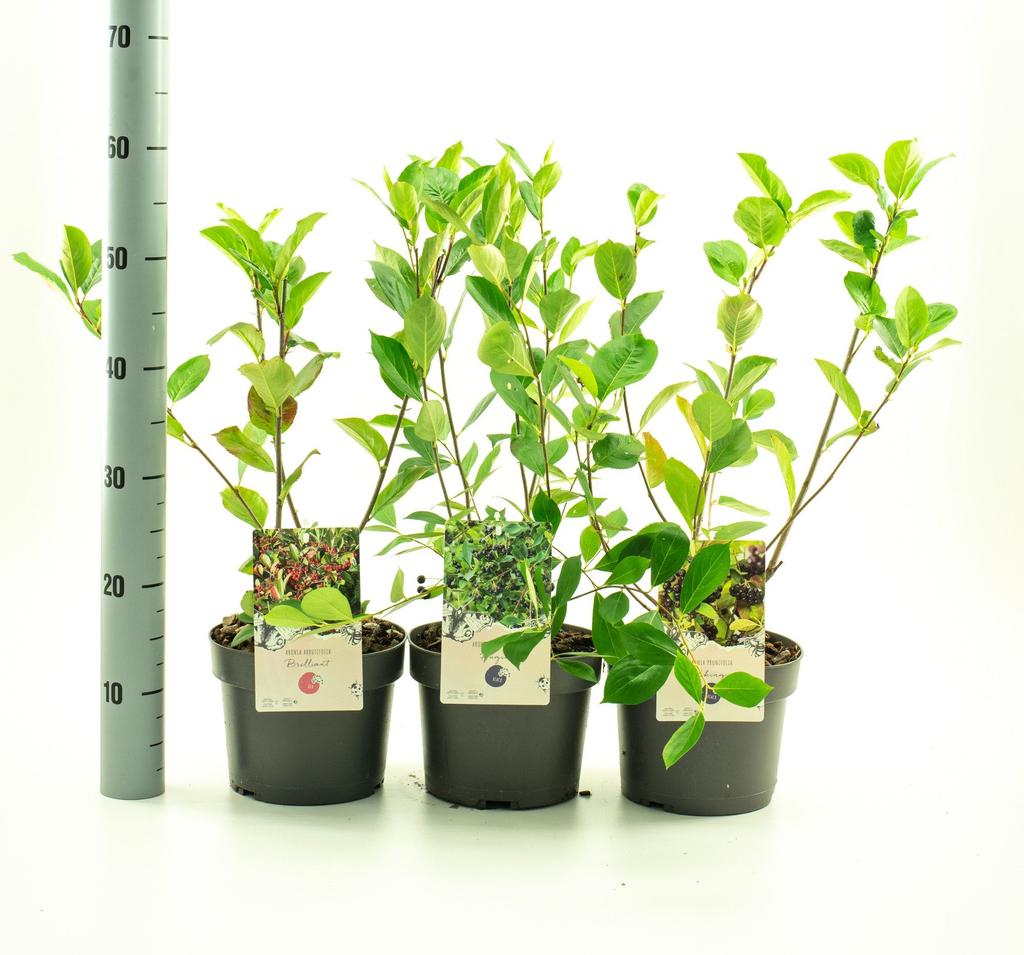 Picture of Aronia in soorten P19 (3 Ltr)