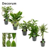 Houseplants in varieties Green Extreme