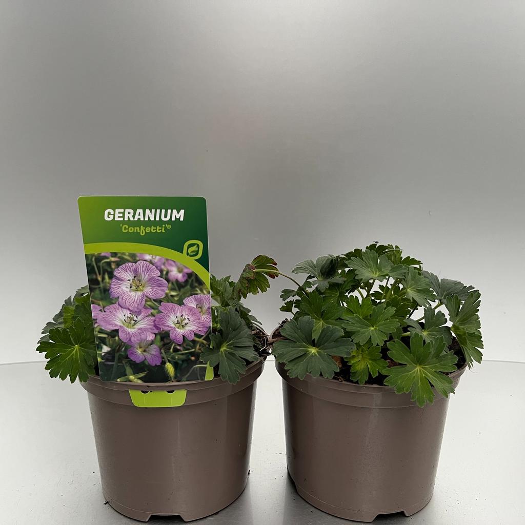 Picture of Geranium Confetti P17 (2 Ltr)