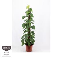 Philodendron scandens 120cm Kratiste climbing stick