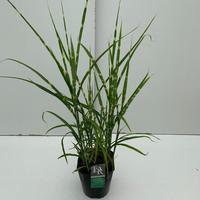 Miscanthus sin. Strictus