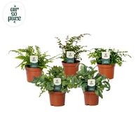 Ferns in varieties ASP (INDOOR)