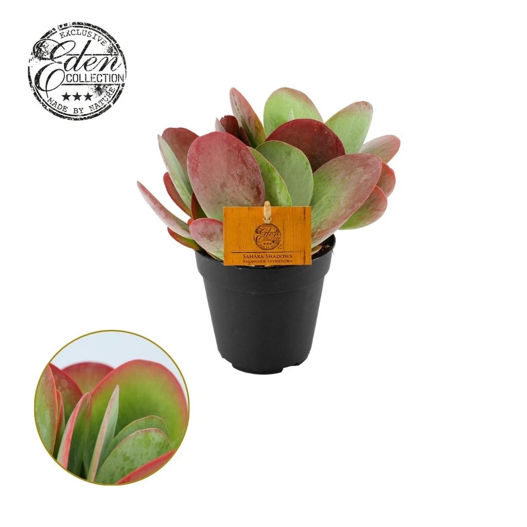 Picture of Kalanchoe thyrsiflora P12 20CM