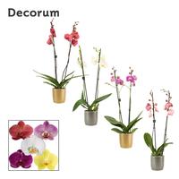 Phalaenopsis hybrid in varieties in Gabriël (Deco-collection)