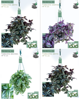 Tradescantia in varieties
