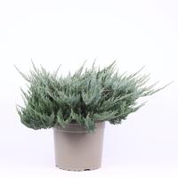 Juniperus hor. Blue Chip