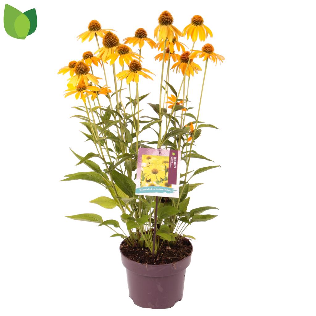 Picture of Echinacea Mellow Yellows P23 (5 Ltr)