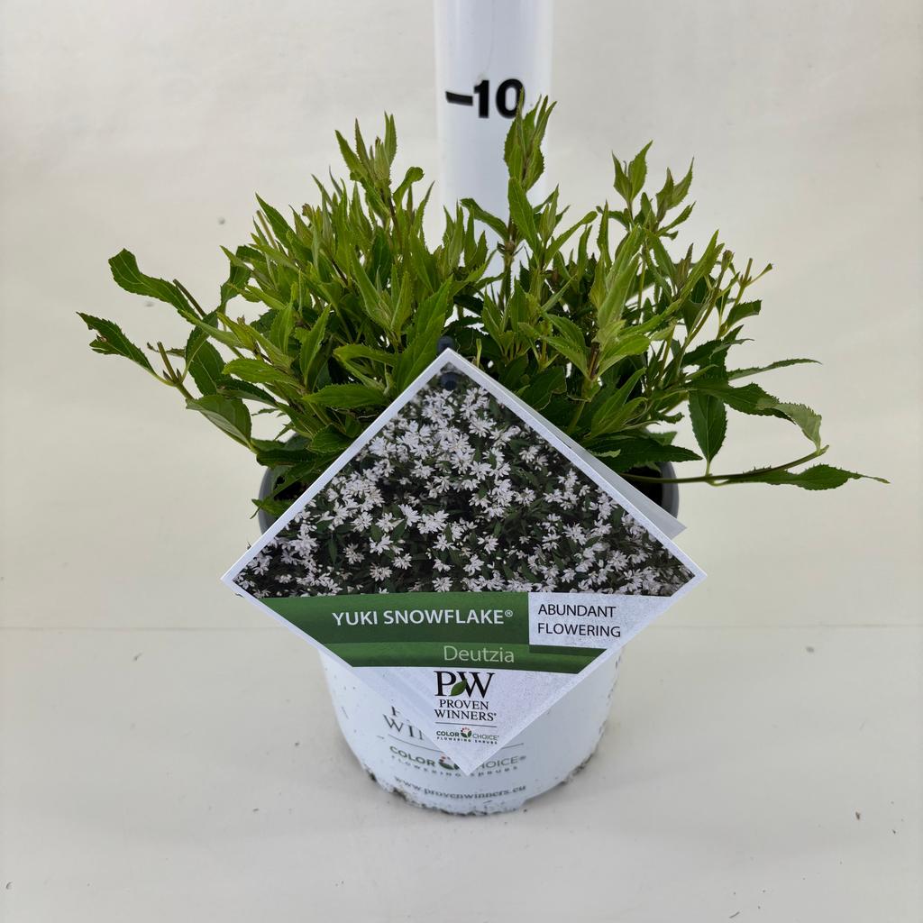 Picture of Deutzia NCDX1 Yuki Snowflake ® P19 (3 Ltr)