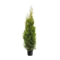 Thuja occ. King of Brabant