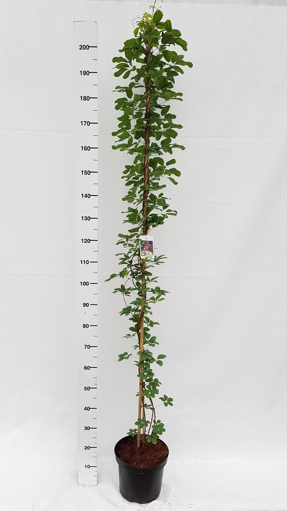 Picture of Akebia quinata P26 (7.5 Ltr)