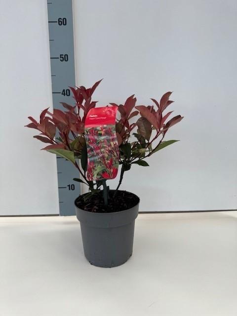 Afbeeldingen van Photinia fras. Red Robin P17 (2 Ltr)
