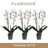 Phalaenopsis hybrid Grandiflora Cascade White