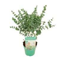 Eucalyptus gunnii Azura