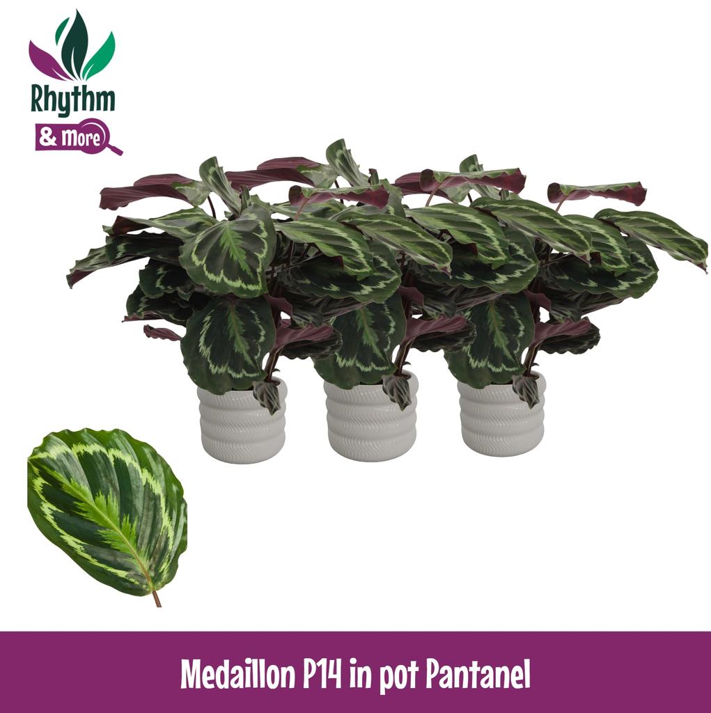 Picture of Calathea Medaillon in Pantanel ceramics Rhythm & More P14 45cm