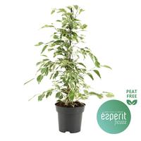 Ficus benjamina Twilight