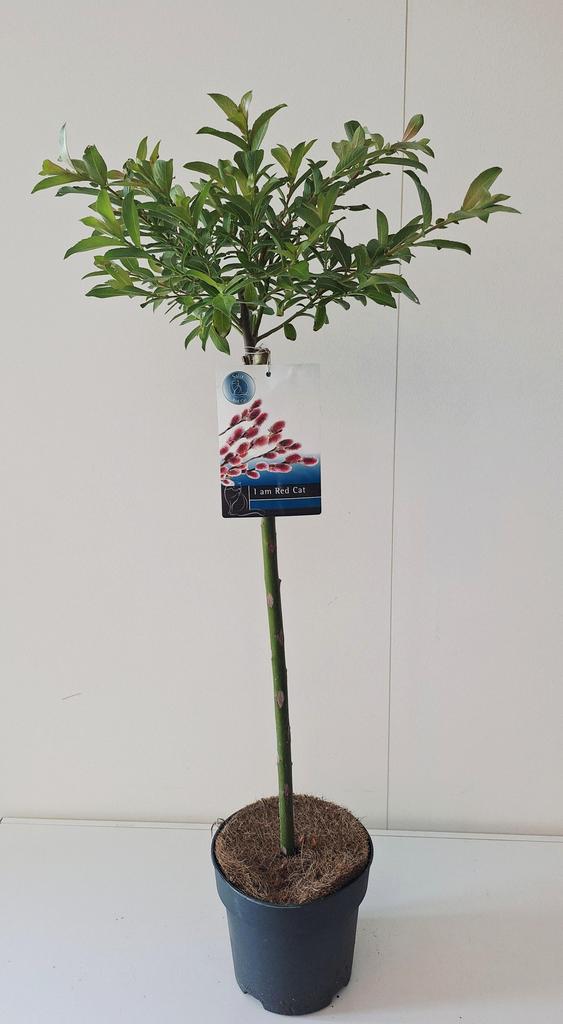 Afbeeldingen van Salix gracilistyla Mount Aso P19 (3 Ltr) 60/STD