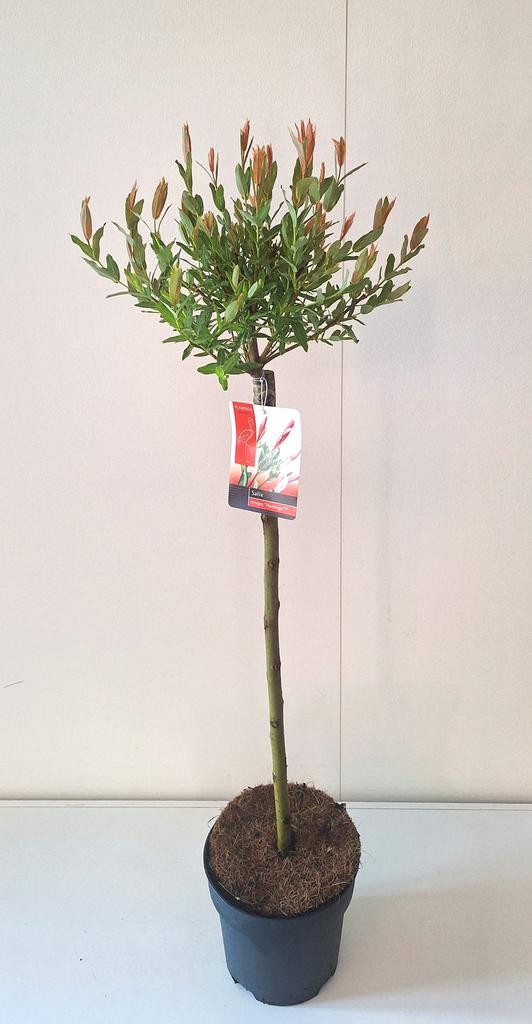 Picture of Salix integra Flamingo P19 (3 Ltr) 60/STD